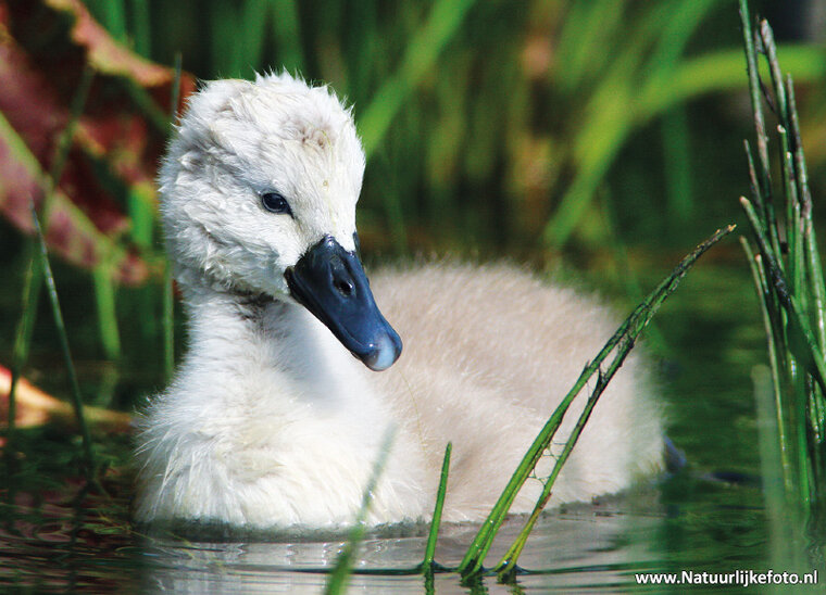 Young Mute swan postcard (0634)