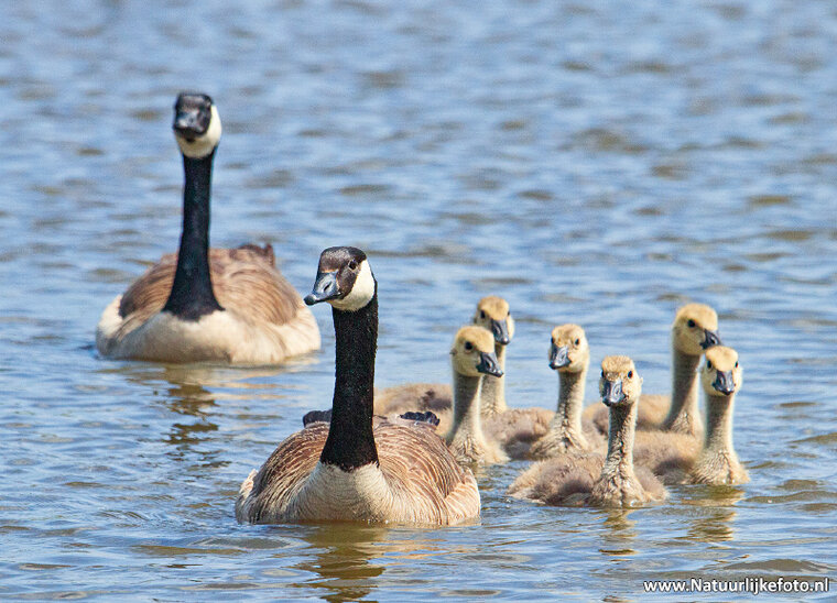 Canada goose postcard (0635)