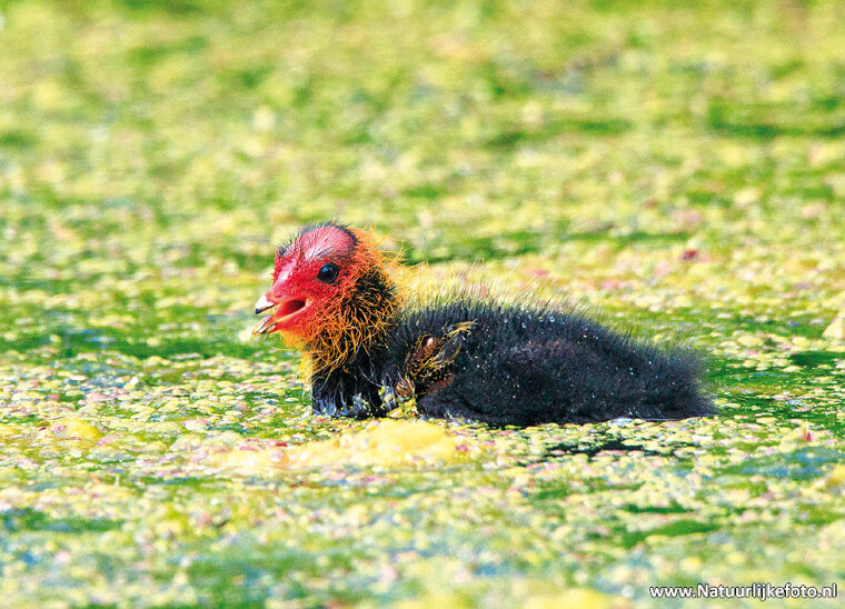 Eurasian Coot young postcard (0636)