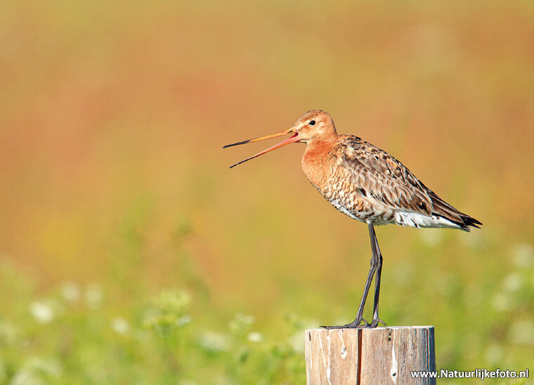 Black tailed godwit postcard (0639)