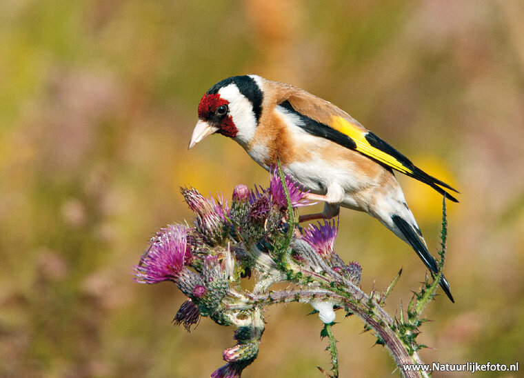 European goldfinch postcard (0640)