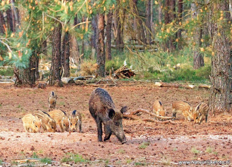 postcard wild boar with piggies (0641)