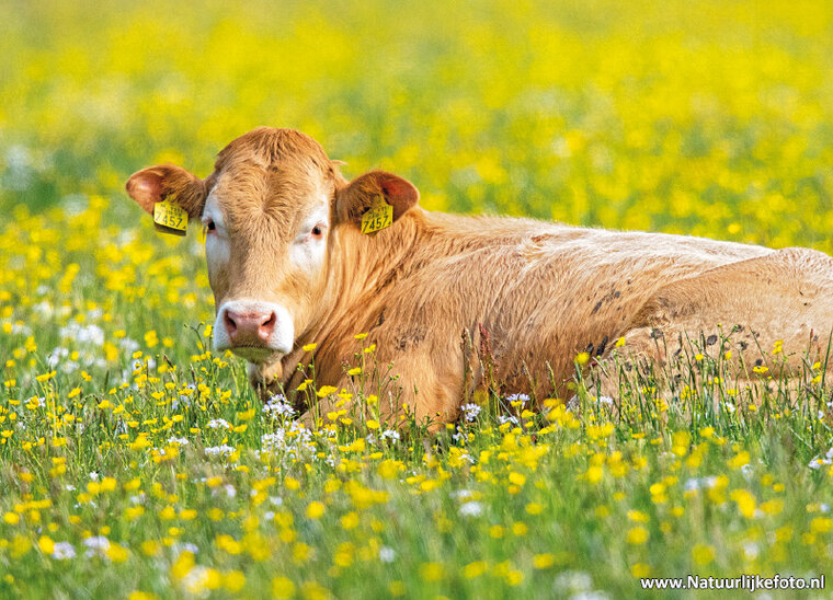 Limousin cow postcard (0646) Limousin cow postcard (0646)