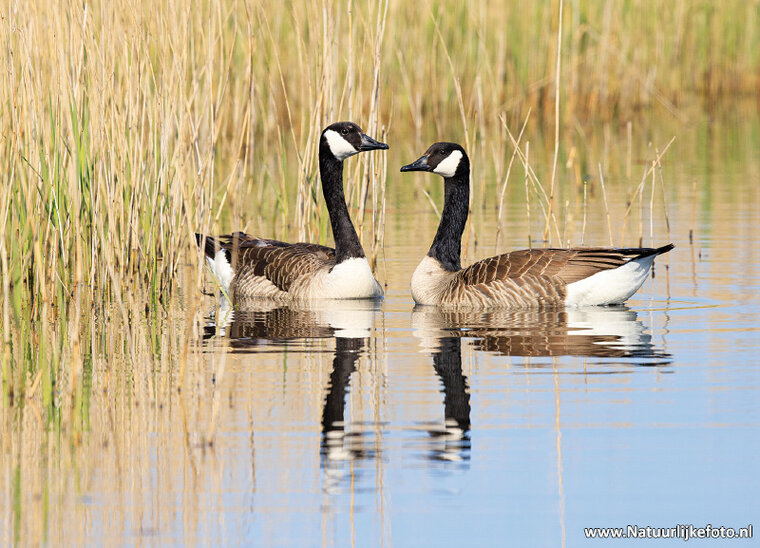 Canada geese postcard (0647)