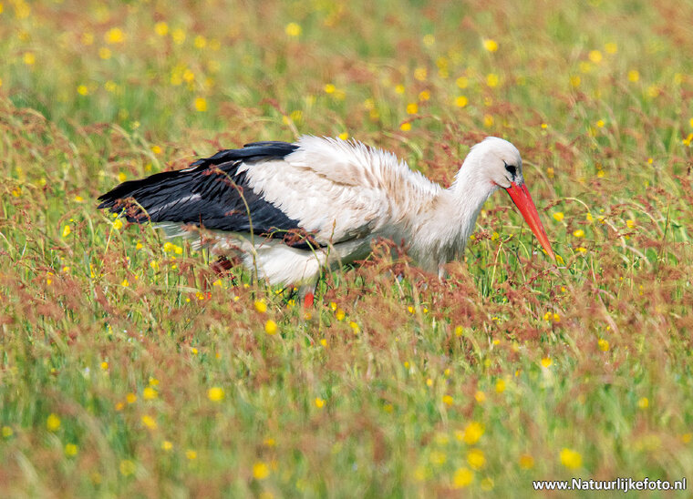 Stork postcard (0648)