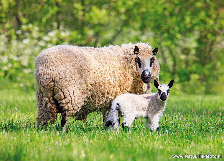 Kerry Hill sheep postcard (0650)