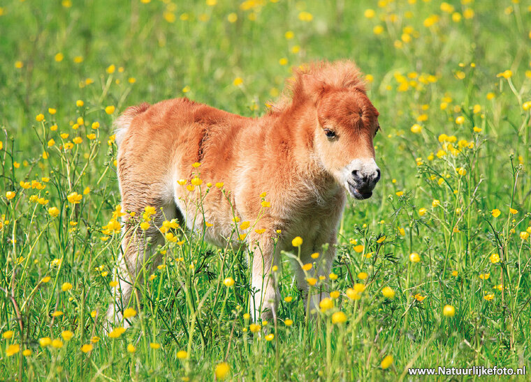 postcard foal (0651)