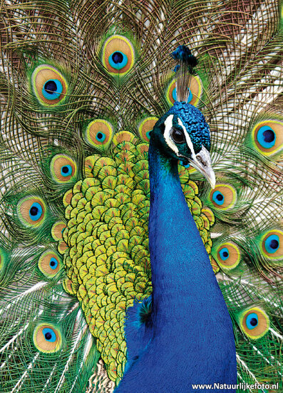 Peacock postcard (0655)
