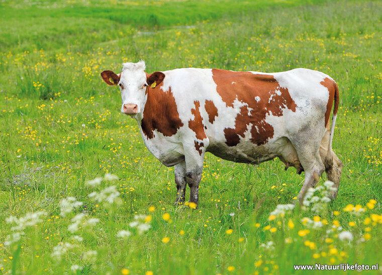 Cow postcard (0659)
