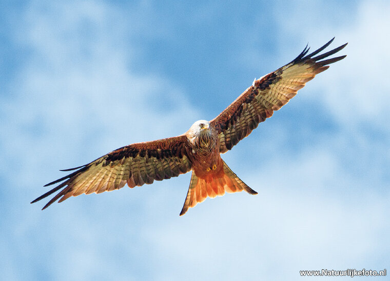 Red kite postcard (0665)