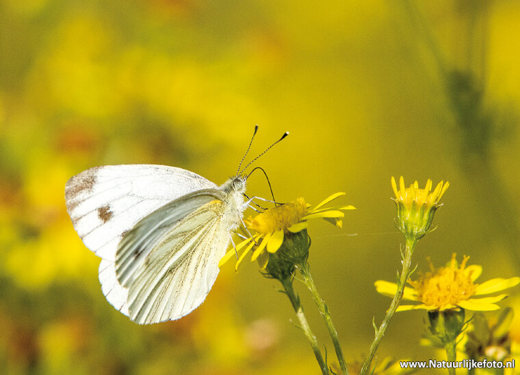 postcard cabbage butterfly (0668)