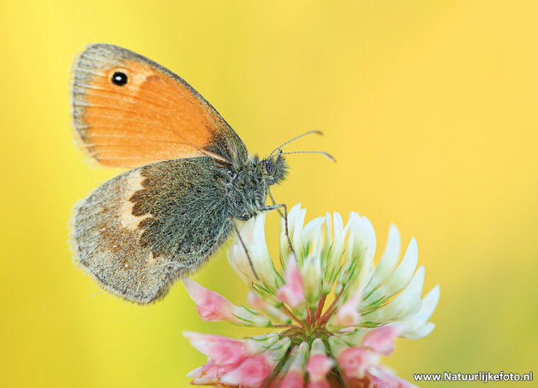 postcard small heath butterfly (0670)