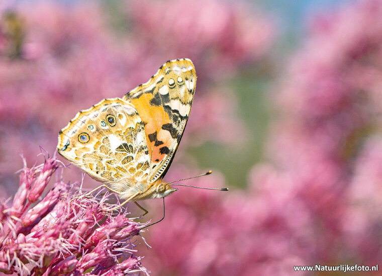 postcard Painted lady butterfly (0672)