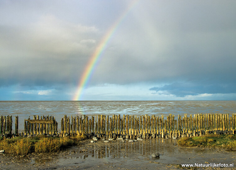 Rainbow postcard (0674)