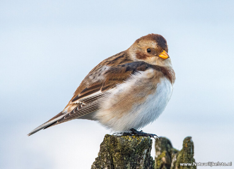 Snow bunting postcard (0677)