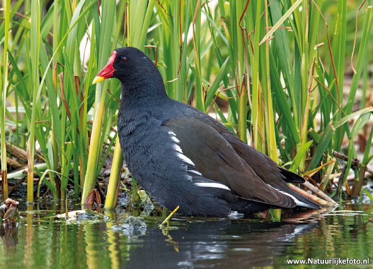 Common moorhen postcard (0680)