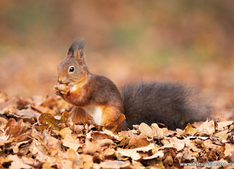 Squirrel postcard (0682)