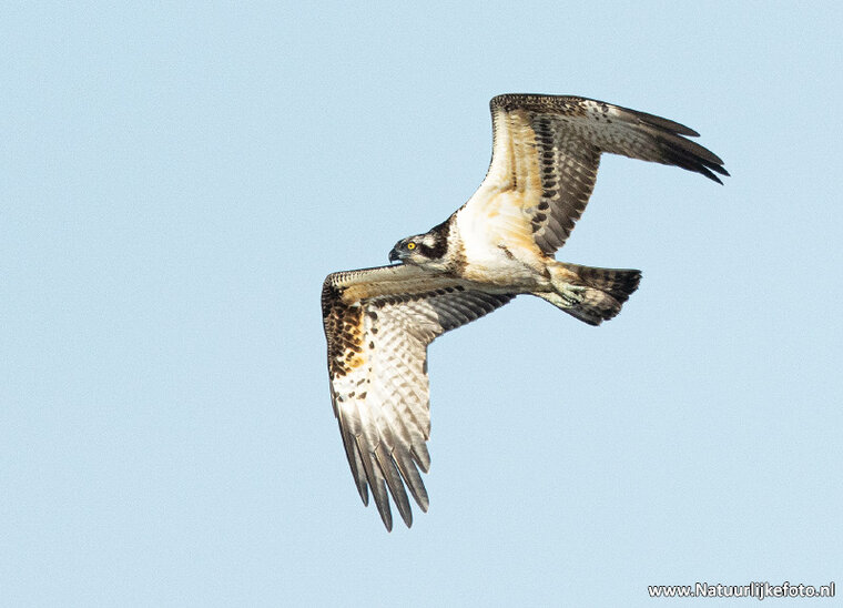 Osprey postcard (0683) Osprey postcard (0683)