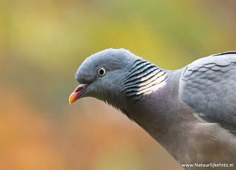 Common wood pigeon postcard (0684)