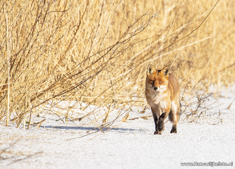 postcard fox in winter (0687)