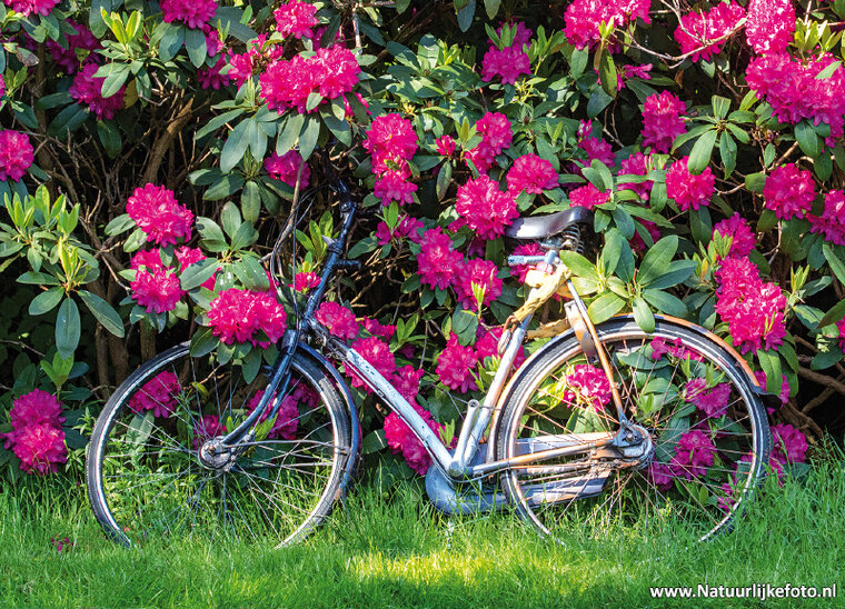Bicycle postcard (0689)