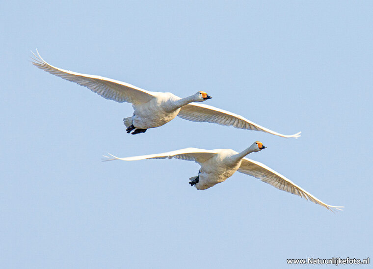 Whooper swan postcard (0690)