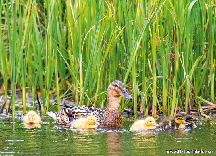 Duck with ducklings postcard (0694)