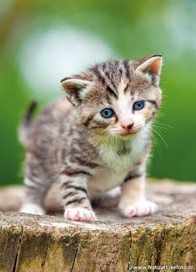 postcard kitten (0695) postcard kitten (0695)