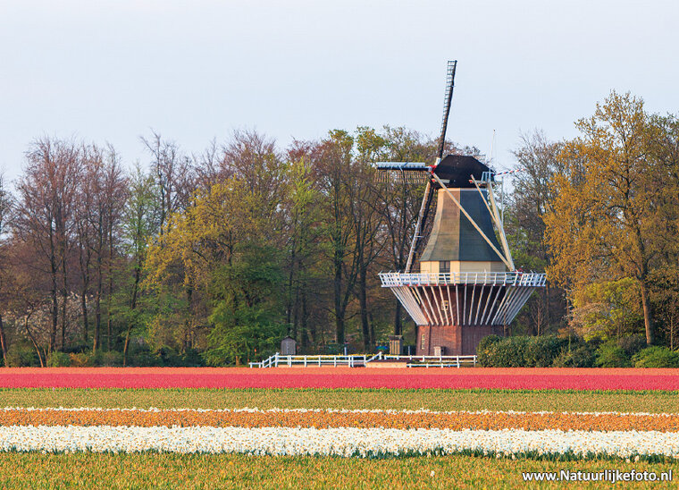 Keukenhof Mill postcard (0696)