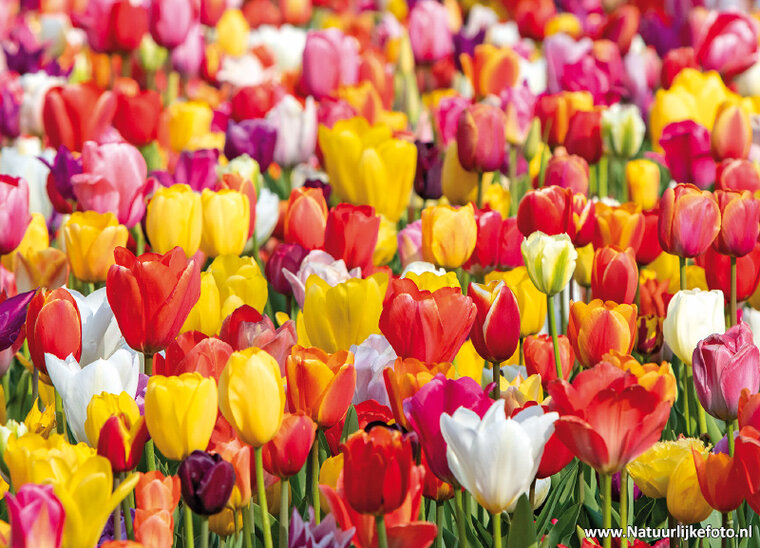 Tulip field postcard - flower postcards (0698)