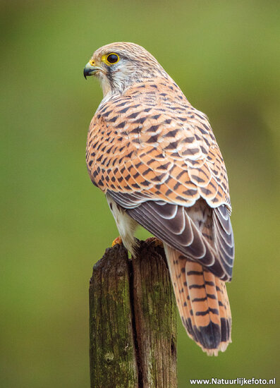 Common Kestrel postcard (0699)