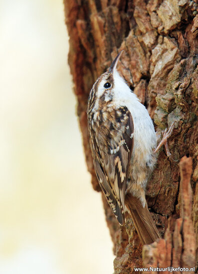 Short toed treecreeper postcard (0501)