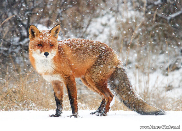 postcard fox in the snow (0510)