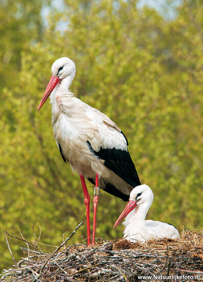 Storks on nest postcard  (0519) Storks on nest postcard  (0519)