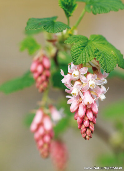 postcard ribes flower (0521)