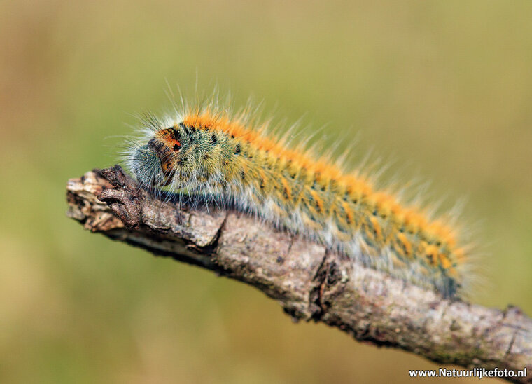 postcard caterpillar (0526)