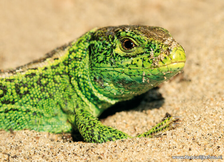 Sand lizard postcard (0527)