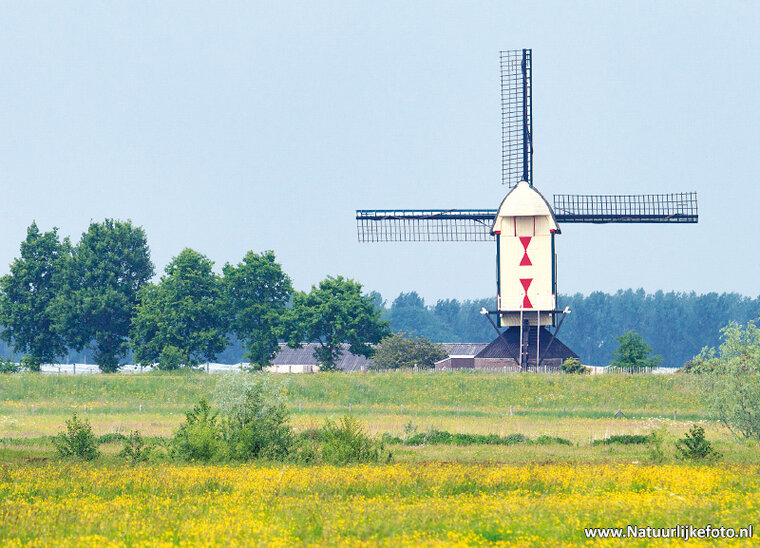 Batenburg standerd mill postcard (0529)