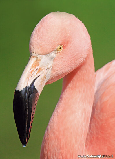Flamingo postcard (0530)