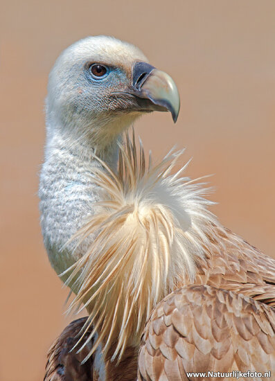 Griffon vulture postcard (0531)