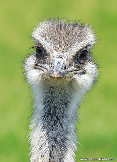 postcard emu