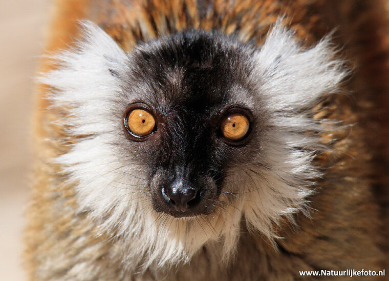 Black lemur postcard (0536)