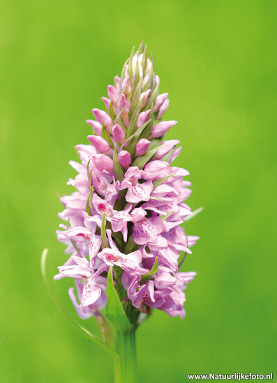 postcard wild orchid (0538)