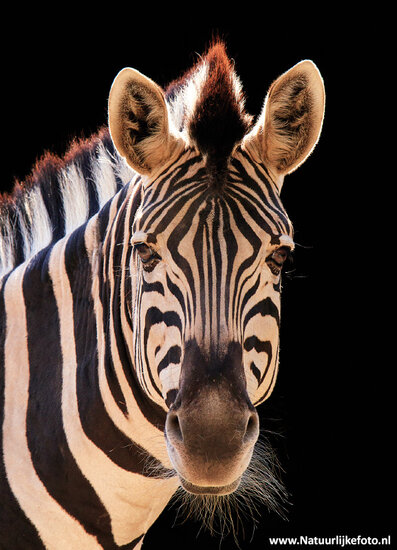 Zebra postcard (0539) Zebra postcard (0539)