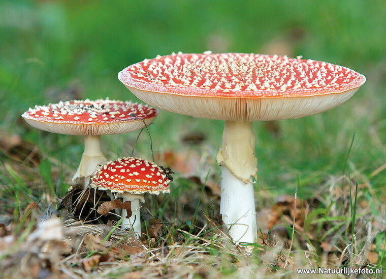 Fly agarics postcard (0543)