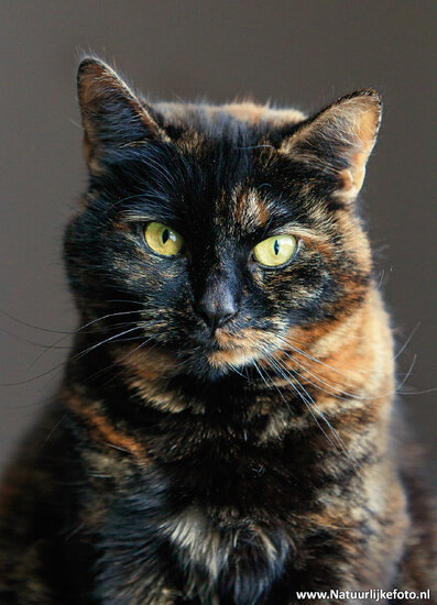 Kira the cat postcard (0550)