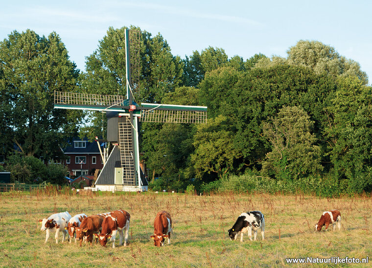 postcard Haarlem - Schoterveense mill (0553)
