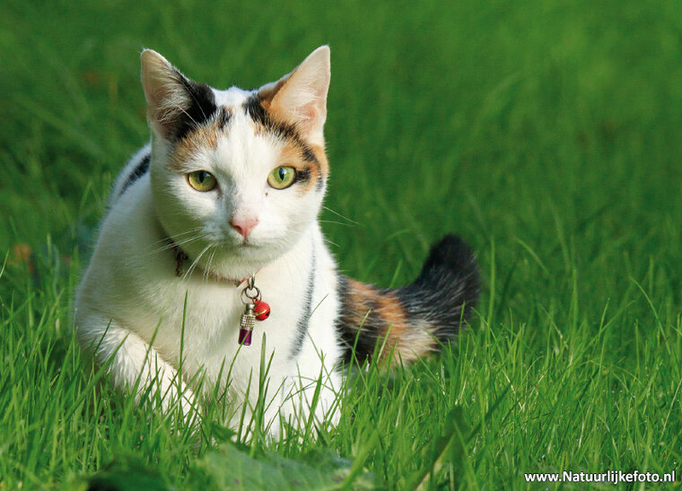 postcard cat with cat bell (0554)