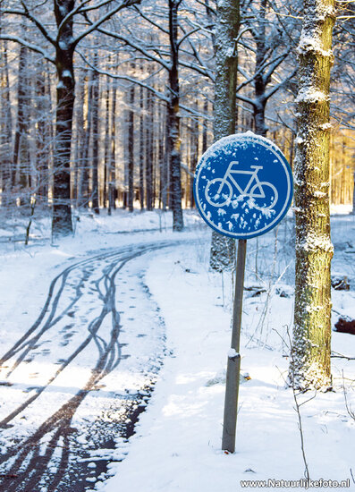 Bicycle path in the winter postcard (0558)