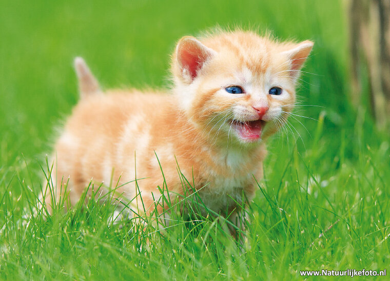 postcard kitten (0562)